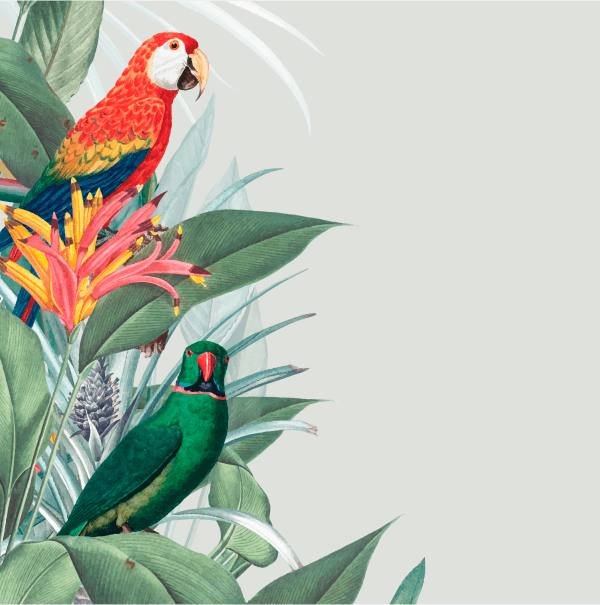 illustration of 2 parrots